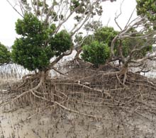 Mangroves in Western Port