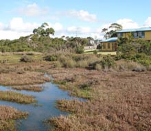 Saltmarsh in Western Port