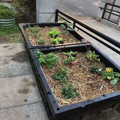 Raised garden bed in a concrete area