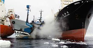 Sea Shepherd's vessel Steve Irwin clashing with Japanese whaler Nisshin Maru