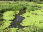 Algae