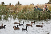 Ducks