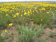 Applied Ecology Goodenias
