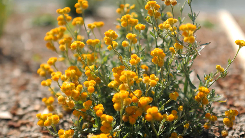 small yellow native Australian flowers,