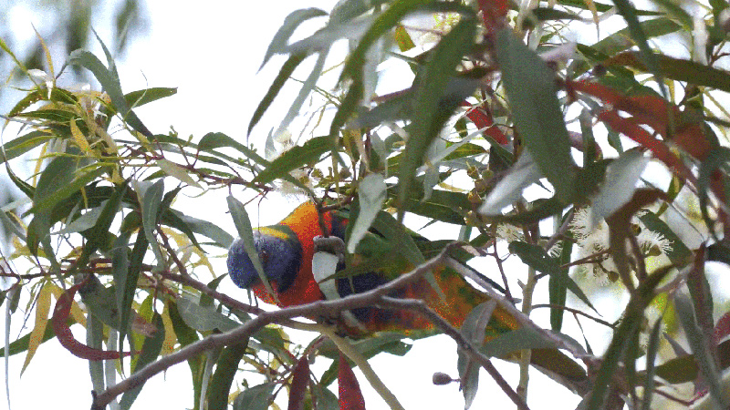 lorikeet 