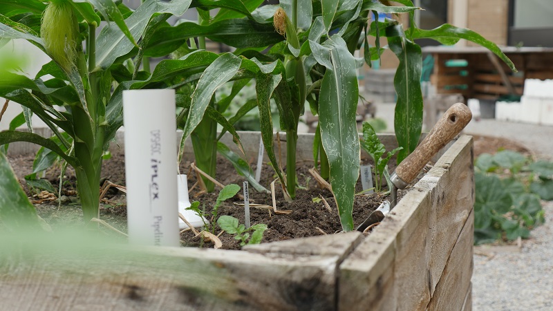 Sweet corn growing in raised garden bed 