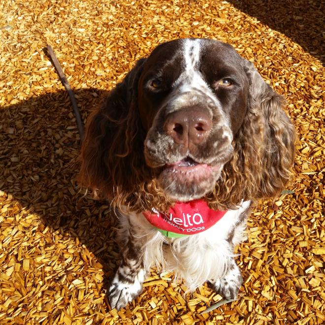 Meet, cuddle or play with therapy dog Henry Henry the dog looks up at the camera