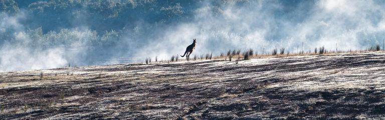 Kangaroo escapes bushfires