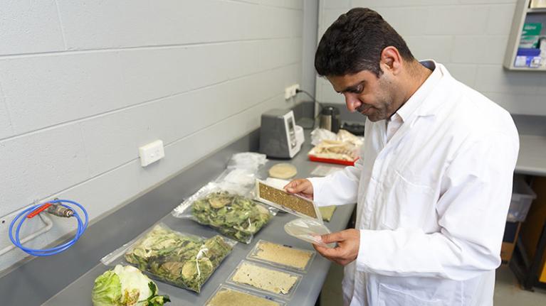   VU RISE researcher investigates creating boards and flexible trays from agricultural wastes and residues.