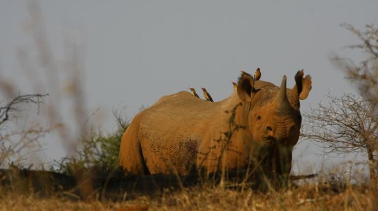 Black rhino with hitch-hiking oxpecker birds Black rhino with oxpeckers