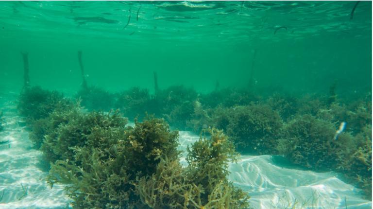 Seaweed farms have been established exclusively for polymer production underwater image of a seaward farm, with rows of seaweed visible