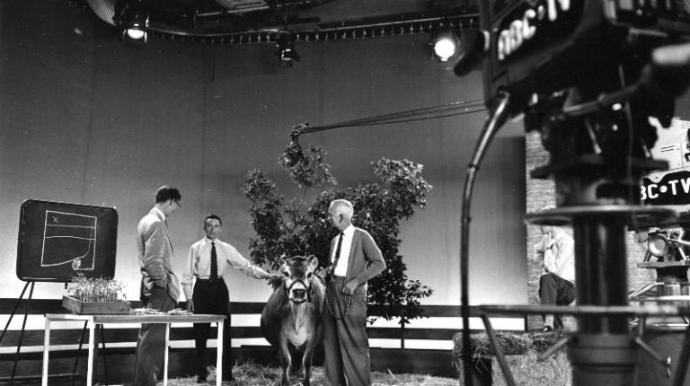Early days of TV, black and white pic, cow and three men in ABC studio