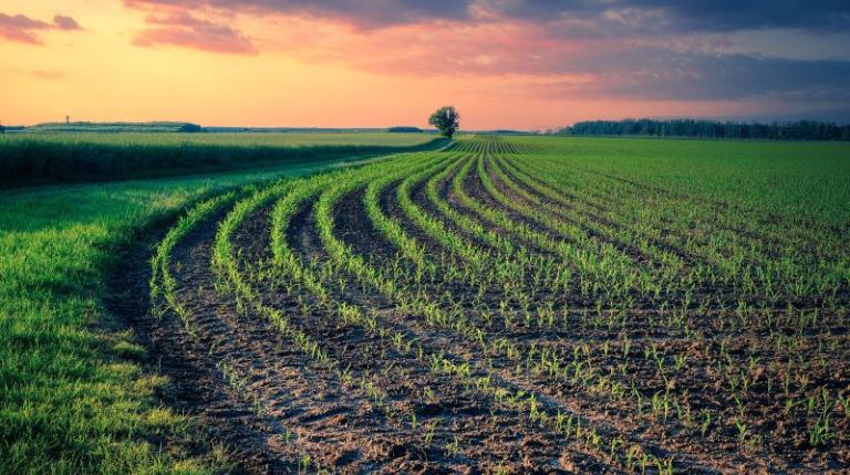 field with plants growing