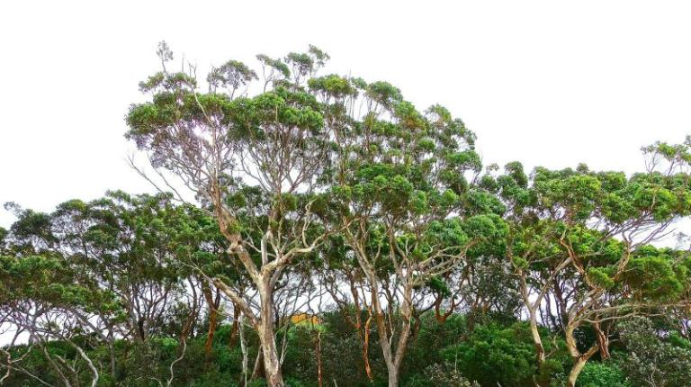 Gum tree forest