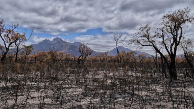 Trees and hills after bushfire