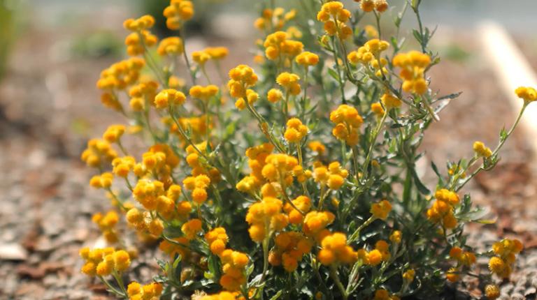 small yellow native Australian flowers