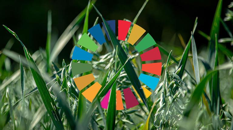  12 colours of the Sustainable Development Goals against grass