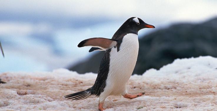 Magic Wand Saves Penguins Wins Prize Victoria