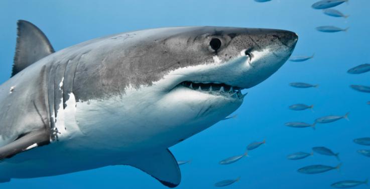Experts question 'humane culling' claim | Victoria University