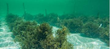 underwater image of a seaward farm, with rows of seaweed visible